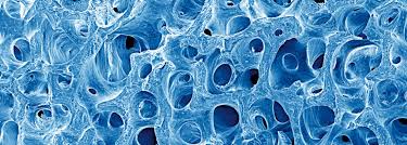 Cell Regenerative Science